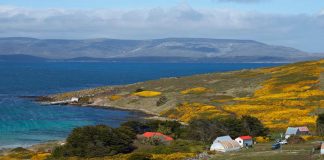 Islam di Kepulauan Falkland