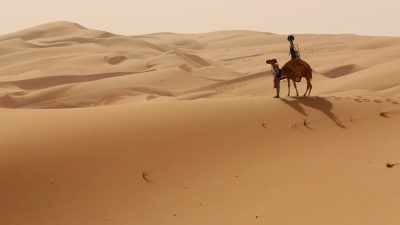 Unta di padang pasir