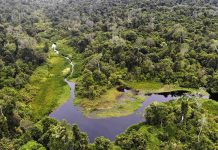 Hutan di Aceh