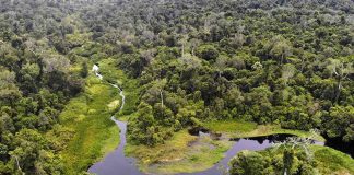 Hutan di Aceh