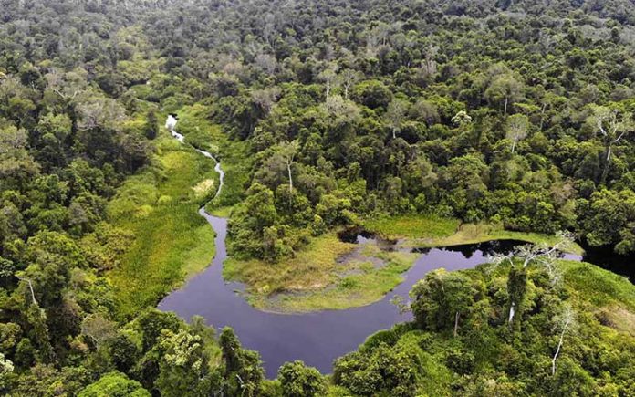 Hutan di Aceh