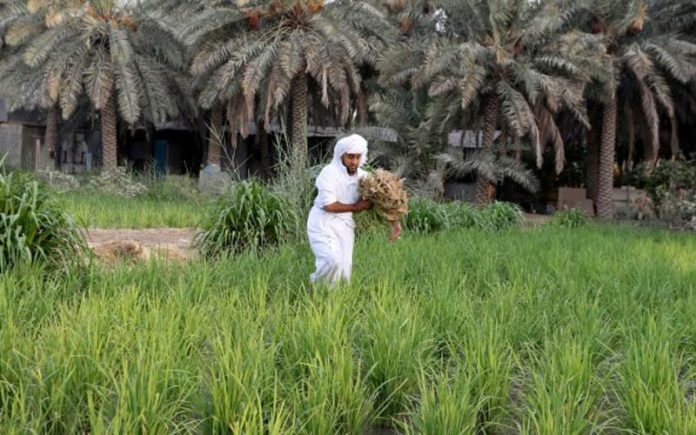 pemilik-kebun Pemilik kebun