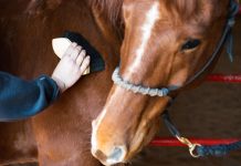 Tips dan Cara Merawat Kuda Agar Sehat dan Kuat Tips dan cara merawat kuda