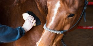 Tips dan cara merawat kuda