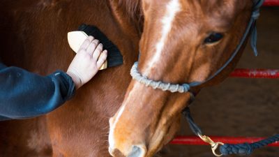 Tips dan cara merawat kuda