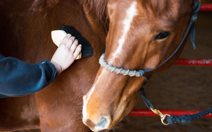 Tips dan cara merawat kuda