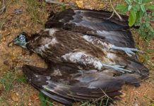 Hukum memakan bangkai