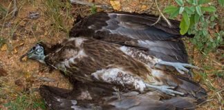 Hukum memakan bangkai