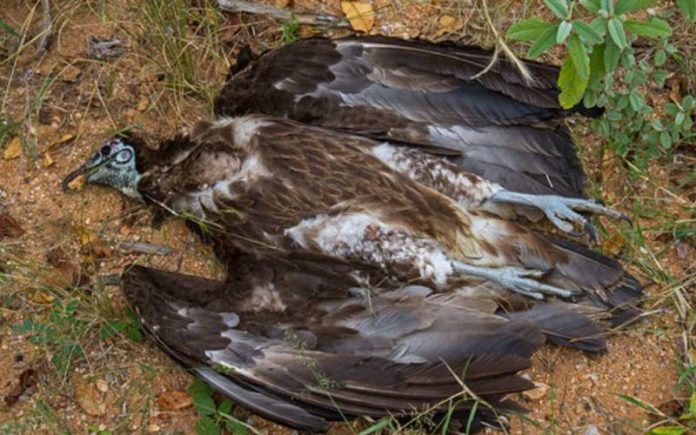 hukum-bangkai Hukum memakan bangkai