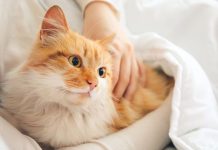Tips Memelihara Kucing Agar Selalu Sehat dan Bugar Tips memelihara Kucing