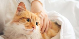 Tips memelihara Kucing