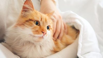 Tips memelihara Kucing