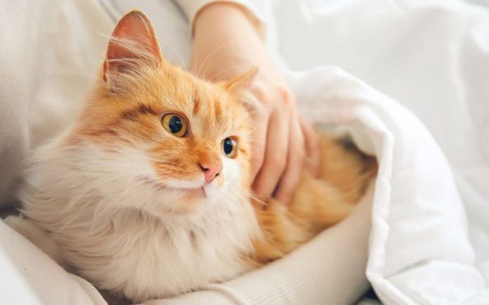 memelihara-kucing Tips memelihara Kucing