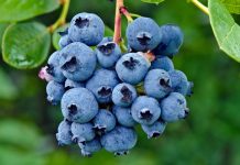 Blueberry untuk kesehatan