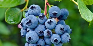 Blueberry untuk kesehatan