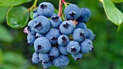 Blueberry untuk kesehatan
