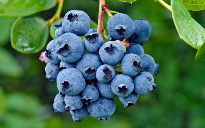 blueberry Blueberry untuk kesehatan