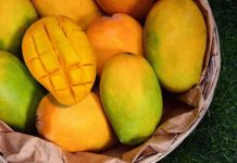 Khasiat Buah Mangga Untuk Kesehatan Pencernaan Khasiat buah mangga