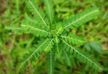 Manfaat daun meniran