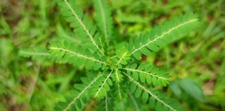 Manfaat daun meniran