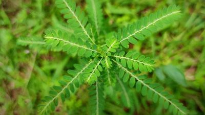 Manfaat daun meniran