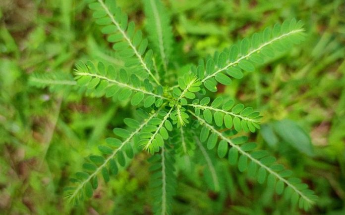 Manfaat daun meniran